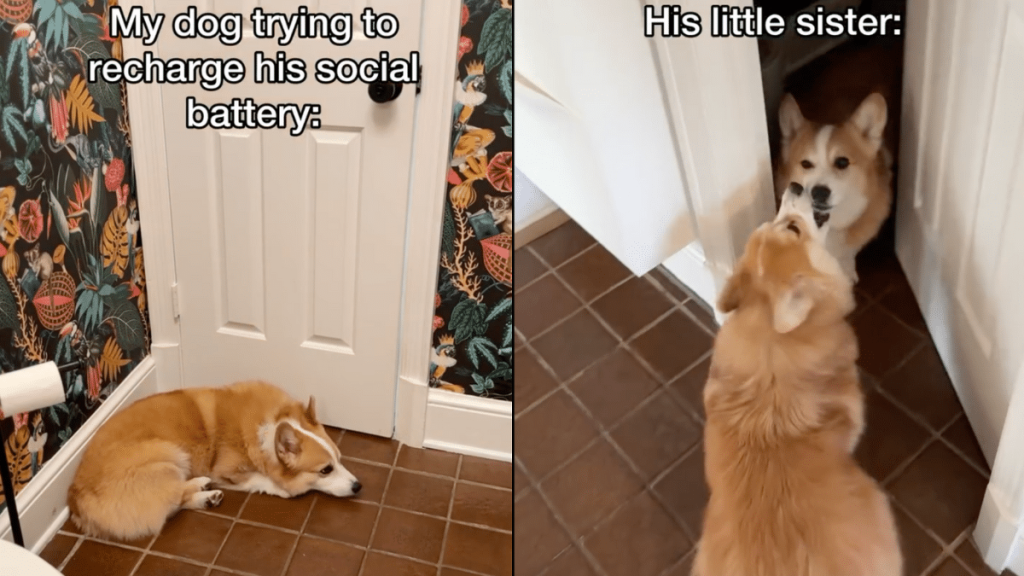 dog doesn't leave sibling alone