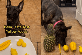 dog video taste test yellow foods