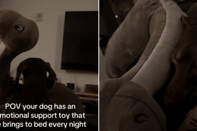 dog emotional support toy