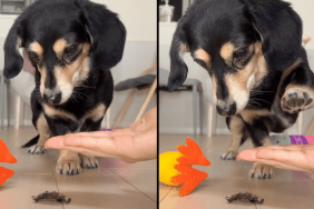 dog treat trick Instagram video