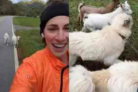 Goats running with dogs.