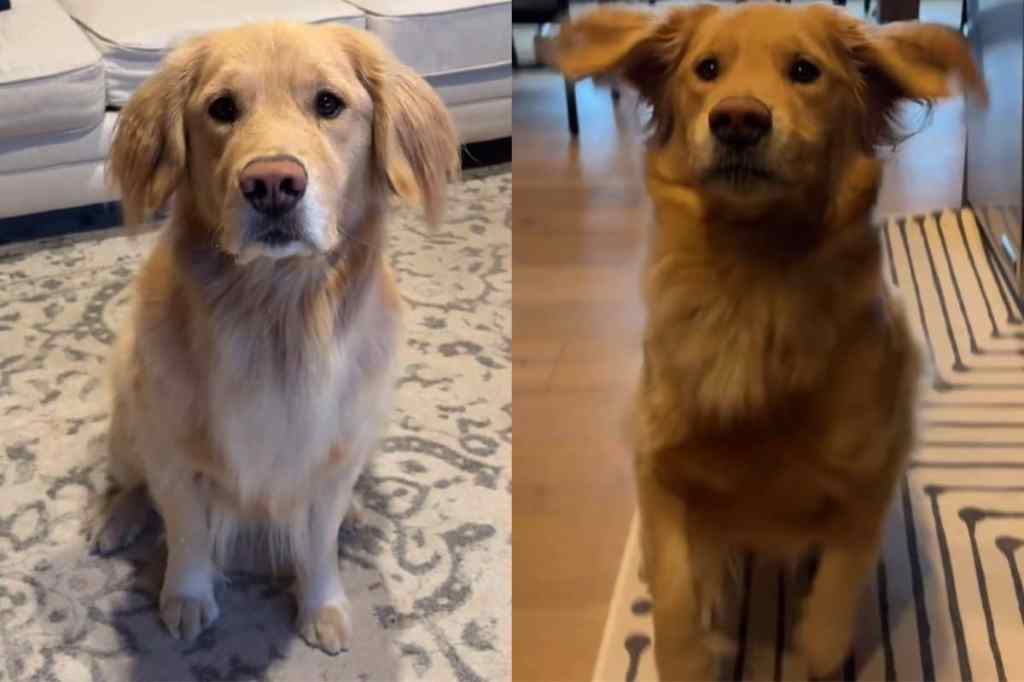 Video shows how dog sits.