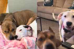 Video of rescue dog.