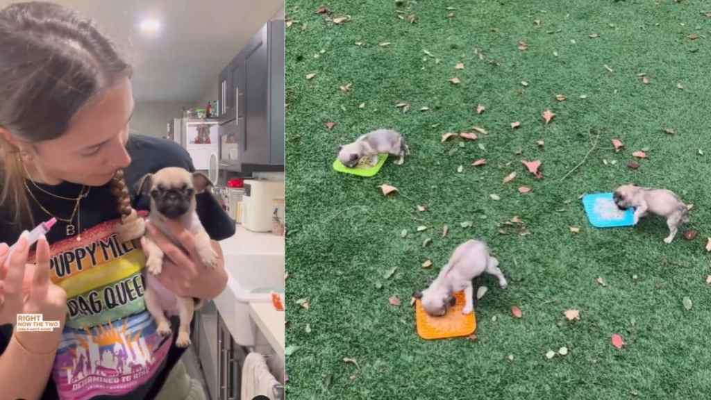 Video of Medical Foster Puppies' Morning Routine Is Too Adorable