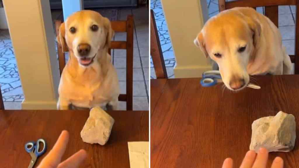dog rock paper scissors video