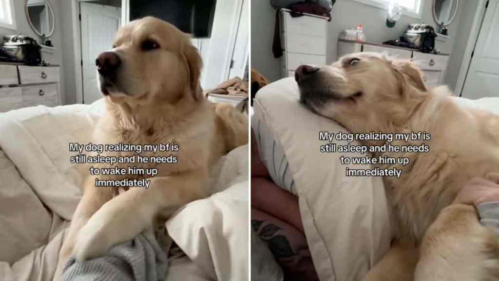 Dog waking up his human
