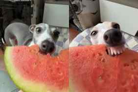 Dog munching on watermelon