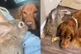 Video of dog and bunny.