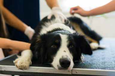 Cute Border Collie, a dog breed more prone to colitis, feeling sad and sick while getting a medical treatment at the animal hospital