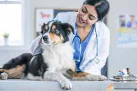 A female Veterinarian gently holds a dog on her examination table as she preforms a check-up. The doctor is smiling and the dog appears content as he lays on the table.