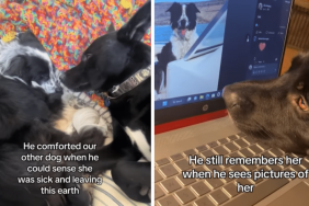 emotional dog video
