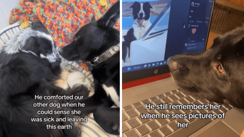 emotional dog video