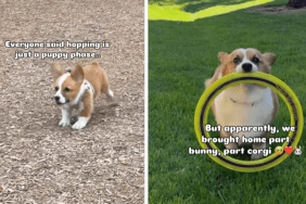 cute Corgi dog video