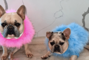 Simone Biles' Dogs Lilo & Rambo