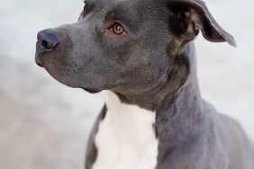 Man Gets Shot by Dog What Happened How