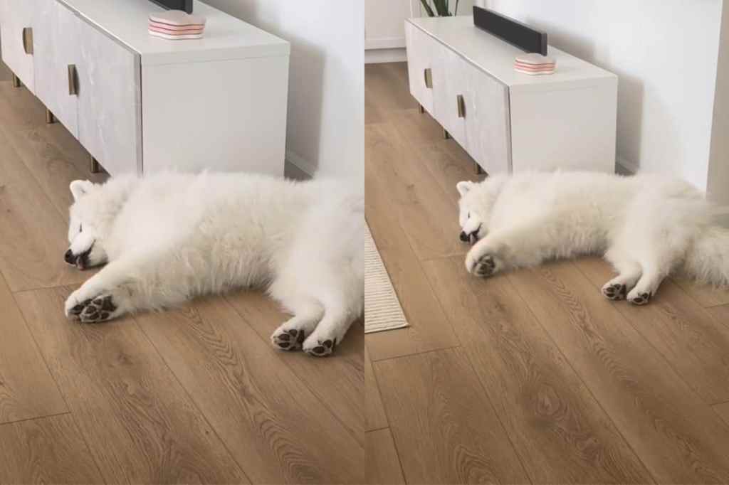 Dog swimming in sleep.