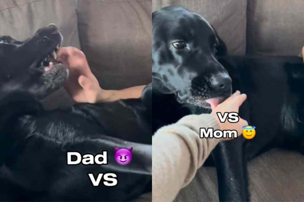 Video of dog interacting with mom and dad.