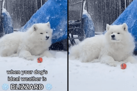 dog ideal weather