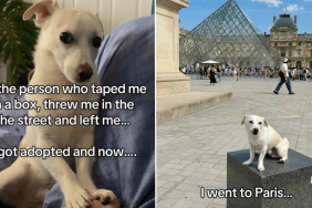 abandoned dog world traveler adoption video