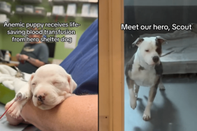 Shelter dog donates blood video