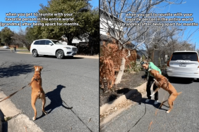 rescue dog meeting video