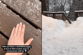 Dog video rescue puppy communication owner