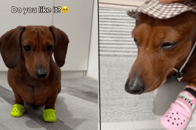 dog video dachshund wearing crocs