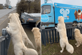 dog video ice cream reaction