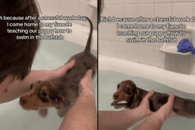fiancé teach puppy swimming