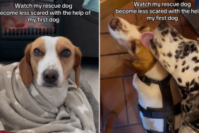 rescue dog video