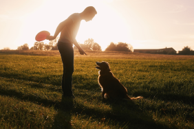 dog trainer animal cruelty