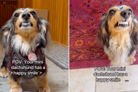 dog happy smile Dachshund