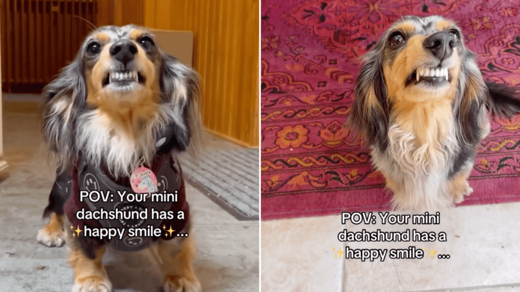 dog happy smile Dachshund