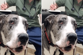 dog vet visit video