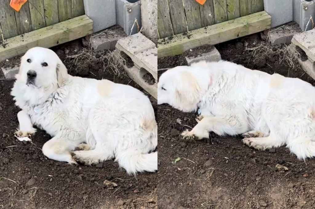 Video of pregnant rescue dog