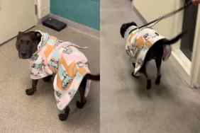 shelter dog bath video