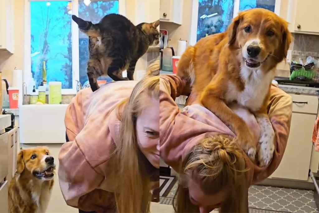 Dog jealous of cat in video.