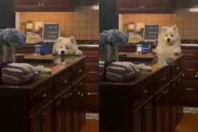 Video of dog stealing food.