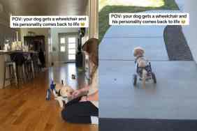 Video of paralyzed dog using wheelchair.