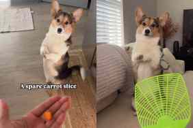 Dog begging for random things