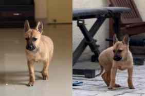 Video of blind rescue puppy exploring the house.