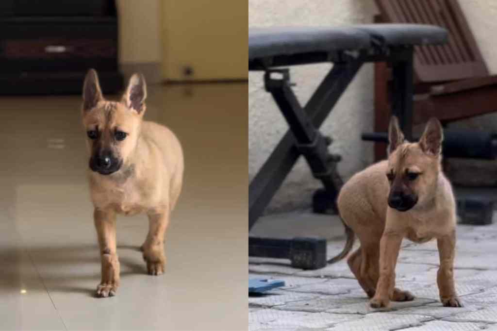Video of blind rescue puppy exploring the house.