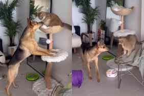 Rescue dog playing with cat.