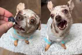 Video of dog crunching on food.