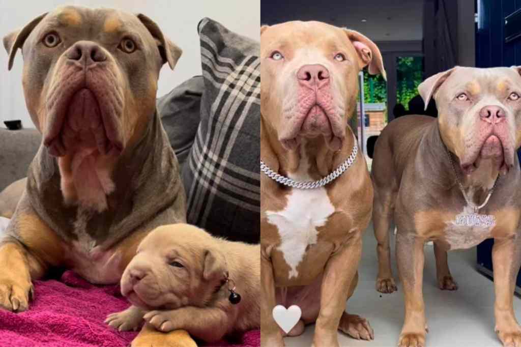 Pit Bull compilation video.