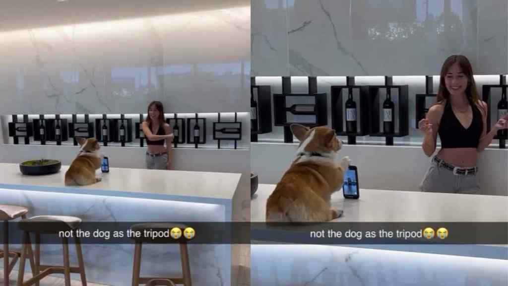 Viral Video of Dog Doubling Up as a Tripod Will Make Your Day