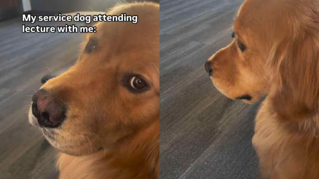 Video: Service Dog Is a College Student Attending Lecture With Owner
