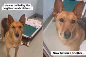 shelter dog life video