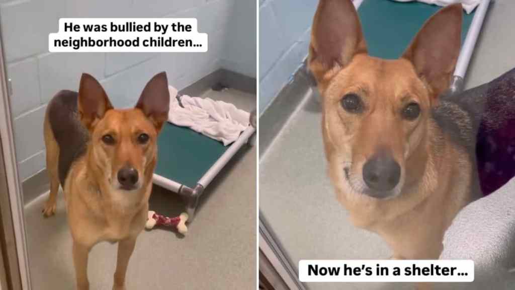 shelter dog life video