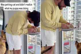 rescue dog cat video